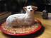 "Dog Pound" Cake